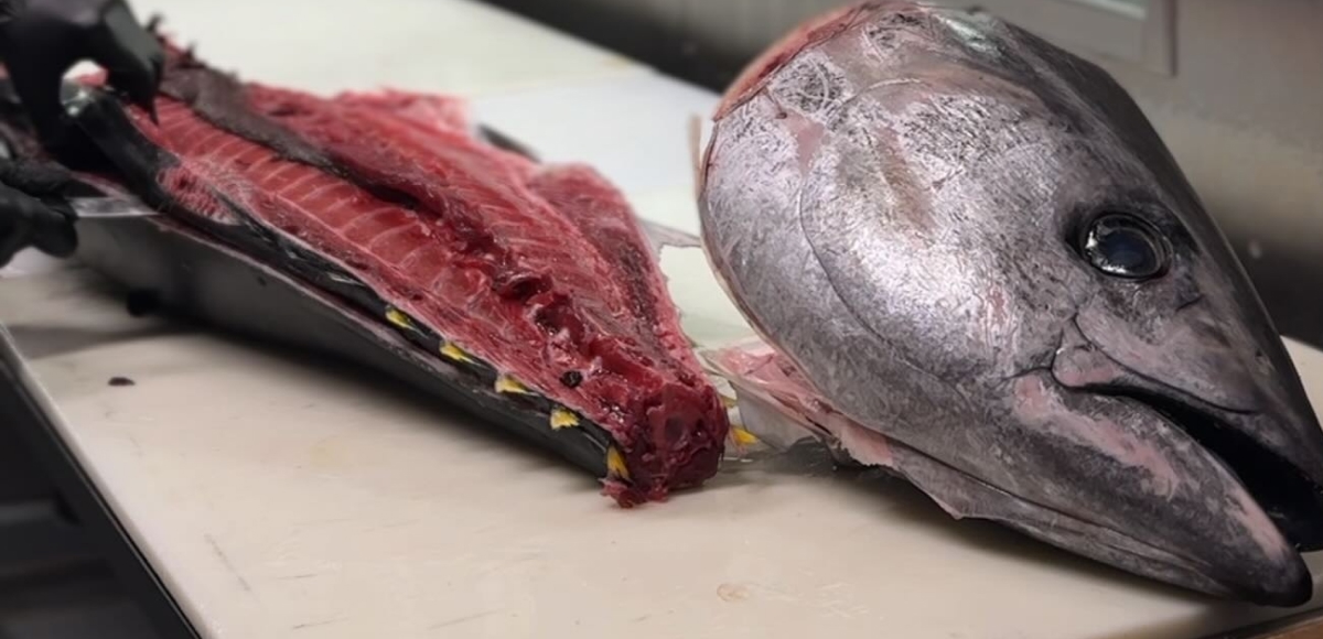 Chef filleting a fresh bluefin tuna on stainless counter at Makai Seafood Market, San Diego.