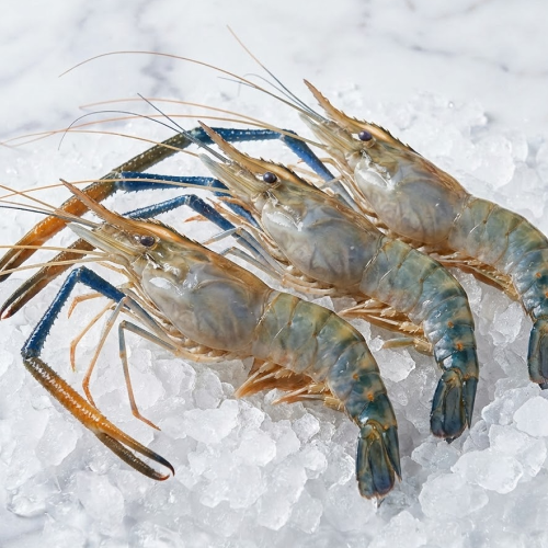 giant freshwater prawns (langostinos) – farm raised | size u 2/4 (colossal)