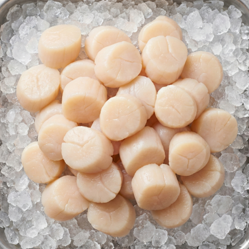 wild mexican callo de hacha (scallops) – sashimi grade | dry & fresh