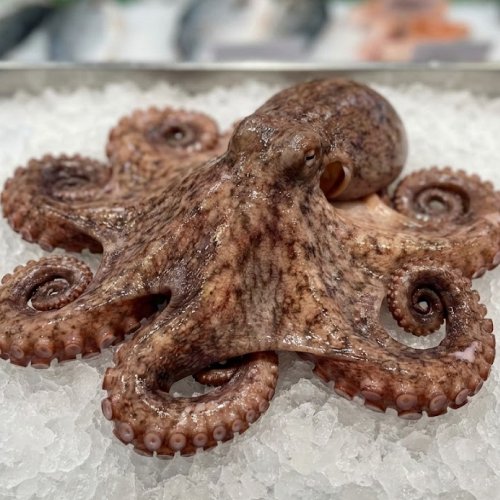 premium spanish octopus (pulpo español) – whole raw | size 2 4 lbs
