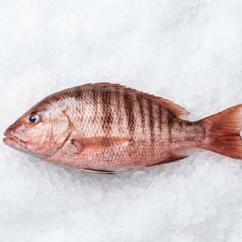 barred pargo fresh mexico wild