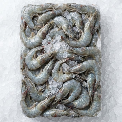 50 60 shrimp hoso ecua block oceankist premium