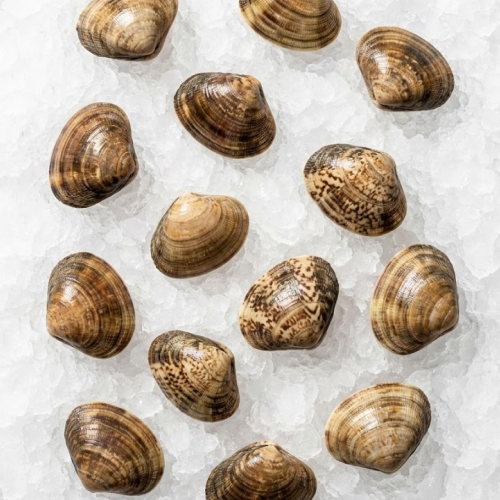 clam venus from baja mx / dozen