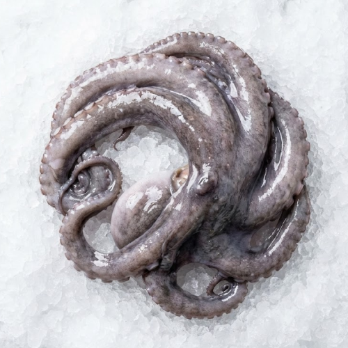 6/8 octopus spanish kendell platinum