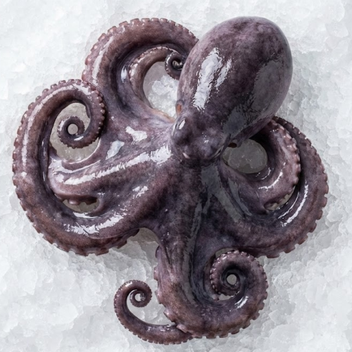 ancavico spanish octopus (pulpo español) – whole raw | size 1 2 lbs