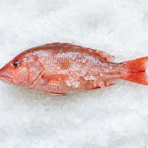 snapper 2 4 fresh mexico wild