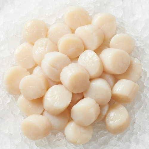 premium bay scallops (callo de bahía) – sweet & tender meat | 1lb pack