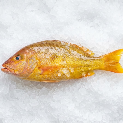 jumbo wild mexican yellow snapper (pargo amarillo) – whole fish | size 4lb+
