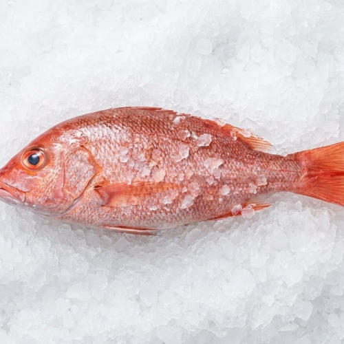 rockot vermilion fish 2 4 mexico wild