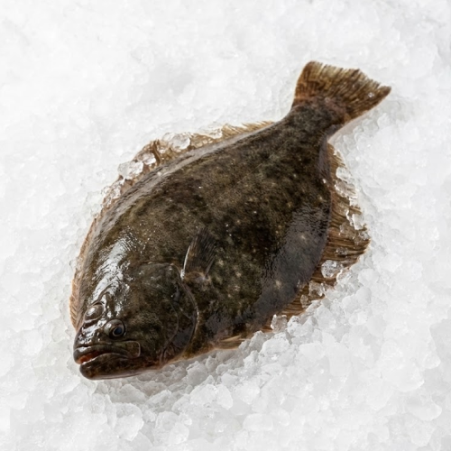 fluke 1 3 fresh mexico wild