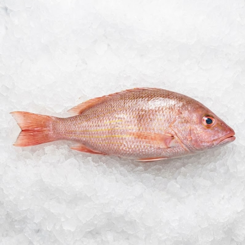 fresh wild mexican lane snapper (pargo) – whole fish | 2 4lb catch