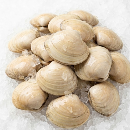 queen clams /lb