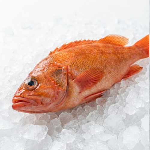 rockot vermilion whl fresh