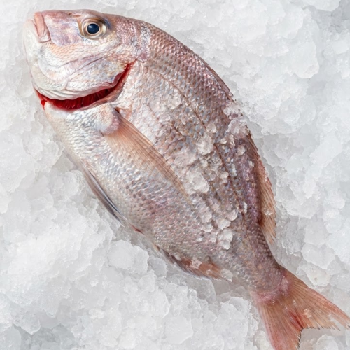 pacific porgy fresh mexico wild