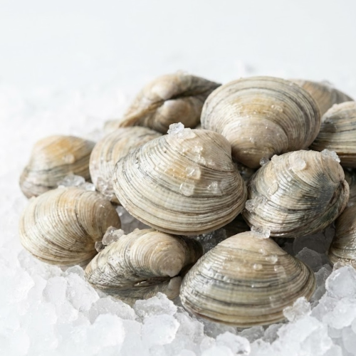 little neck clam