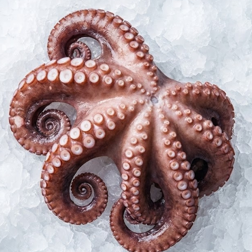 octopus span 2/4 platinum kendell