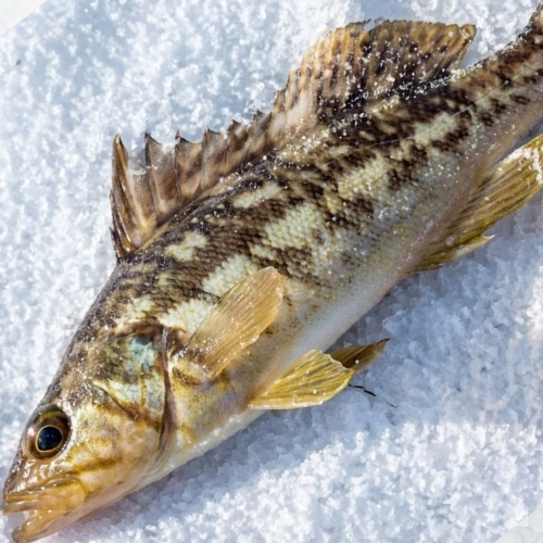 gold cabrilla 2 4 fresh mexico wild