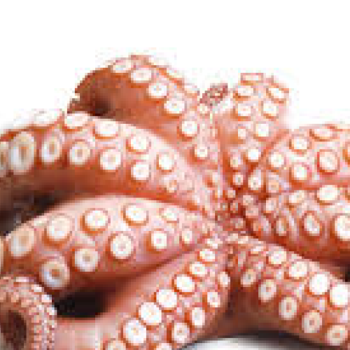 fribo spanish octopus (pulpo español) – whole raw | size 6 8 lbs (large)