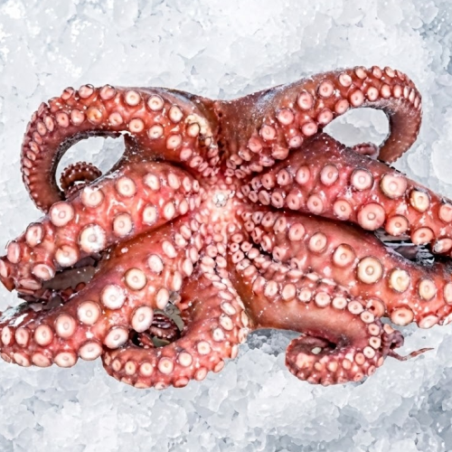 octopus mex 2/4 pulmero 33lbs/cs