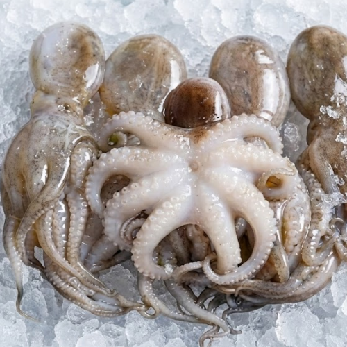 octopus mex 1/2 pulmero 33 lbs/ cs