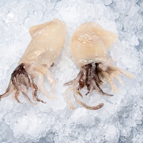 squid loligo calamari 5/8 t&t costar 2.5lbs