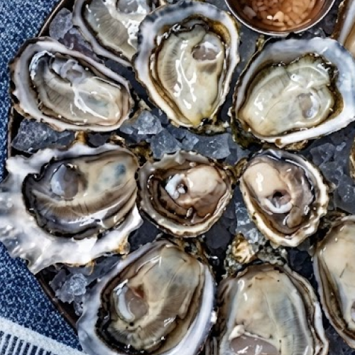 oysters from washington /dozen