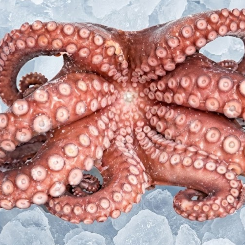 octopus span 4/6 platinum kendell