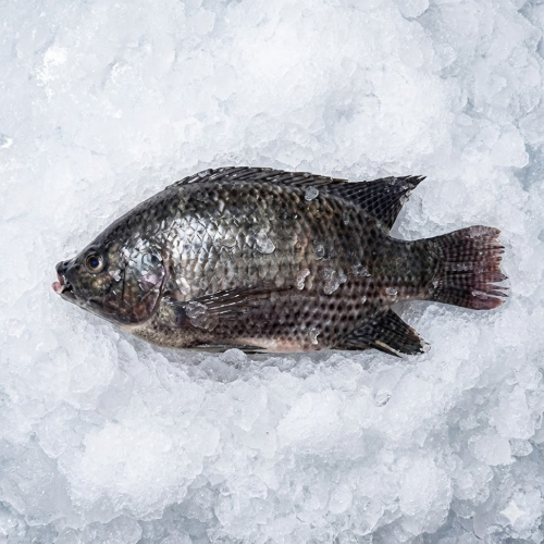 whole tilapia fish (tilapia entera) – individual serving size 350 550g | 40lb wholesale case