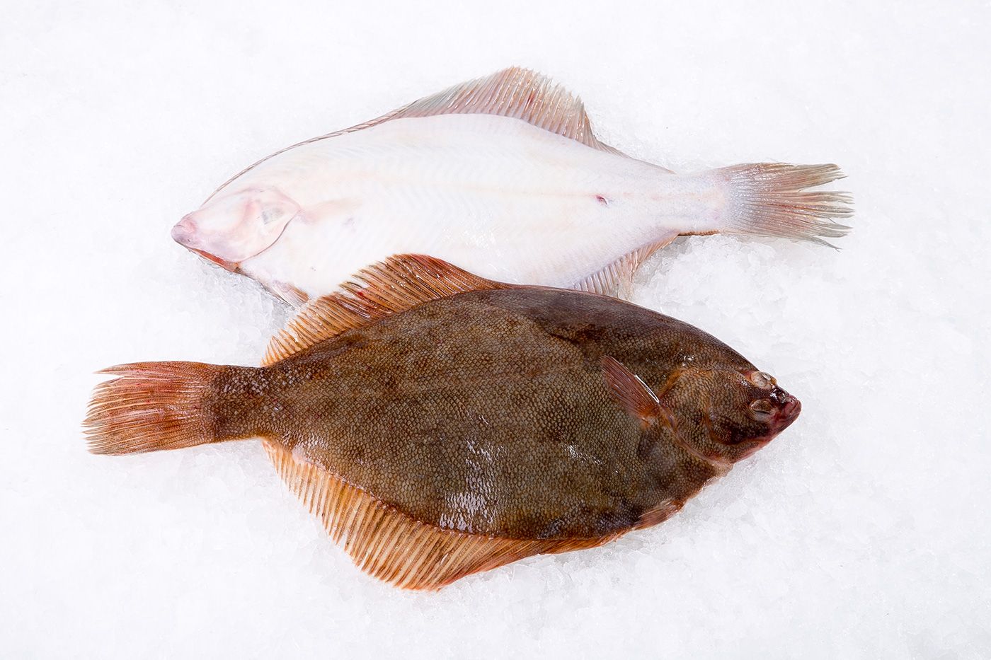 fluke 3 5 fresh mexico wild