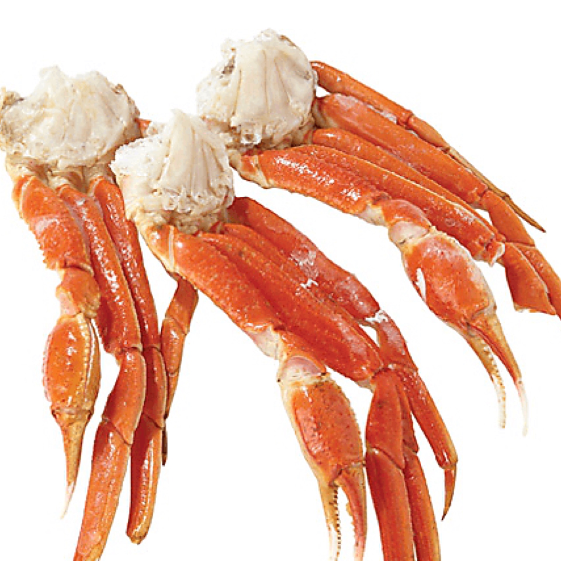 snow crab opilio 5/8