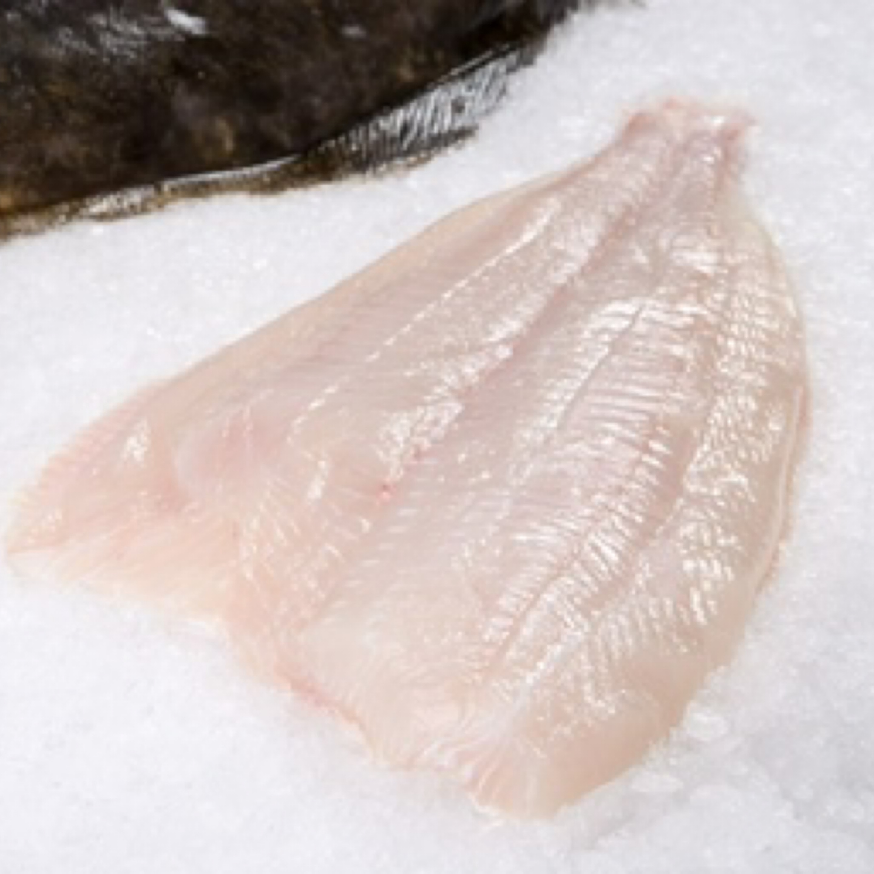 halibut fillet fresh